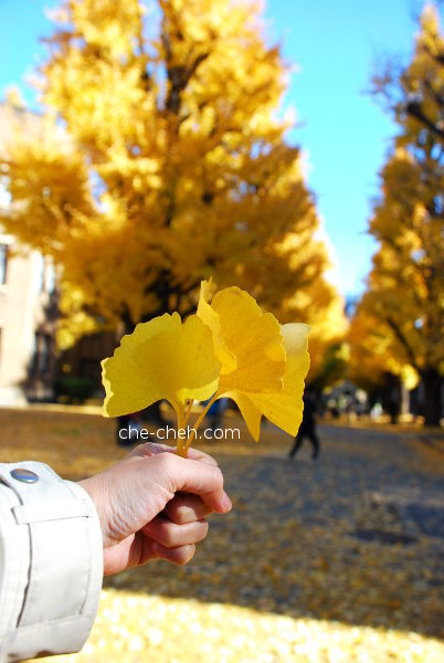 A Bouquet Of Golden Ginkgo Leaves @ University Of Tokyo, Tokyo